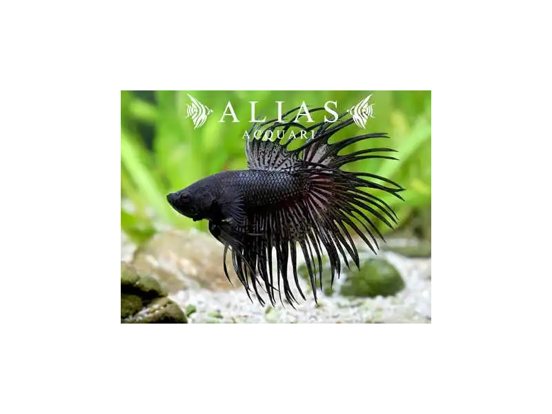 Betta splendens male crowntail Black
