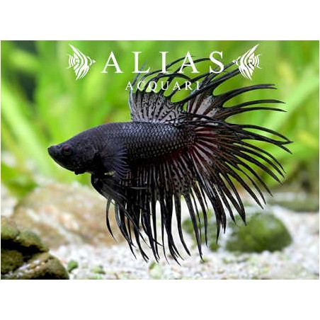 Betta splendens male crowntail Black