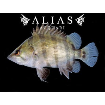 Datnioides Quadrifasciatus