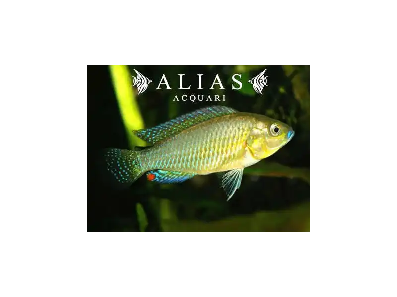 Pseudocrenilabrus multicolor