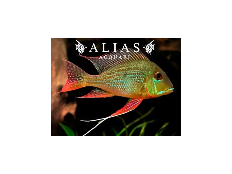 Geophagus surinamensis