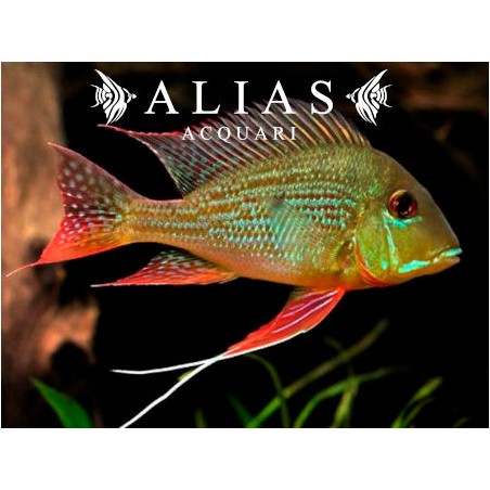Geophagus surinamensis
