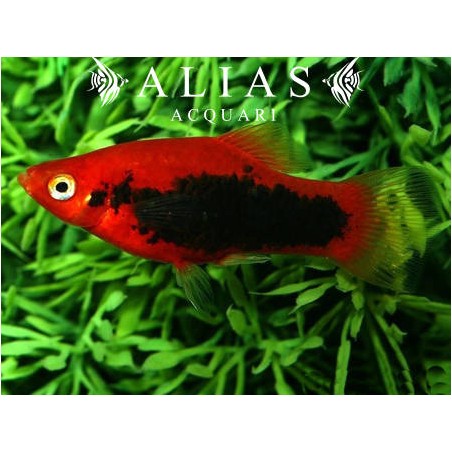 Xiphophorus maculatus red tuxedo