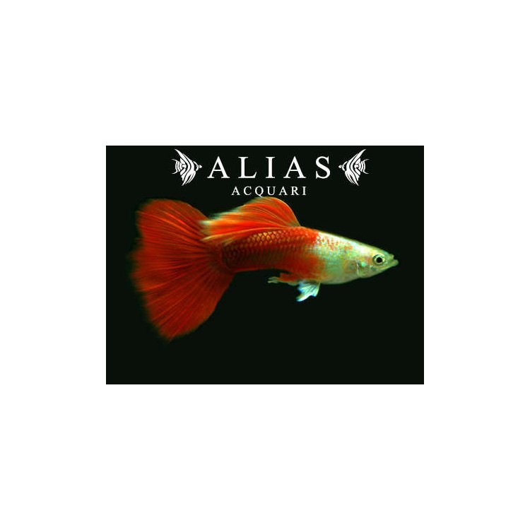 Guppy in coppia Platinum Red Tail