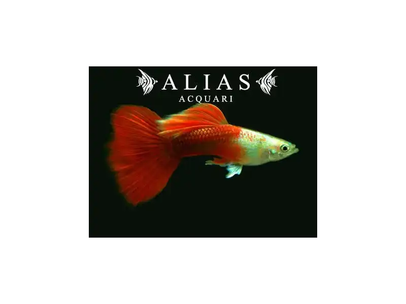 Guppy in coppia Platinum Red Tail