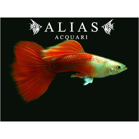 Guppy in coppia Platinum Red Tail