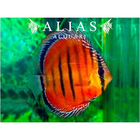 Discus Red Alenqer