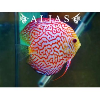 Discus Red Pearl