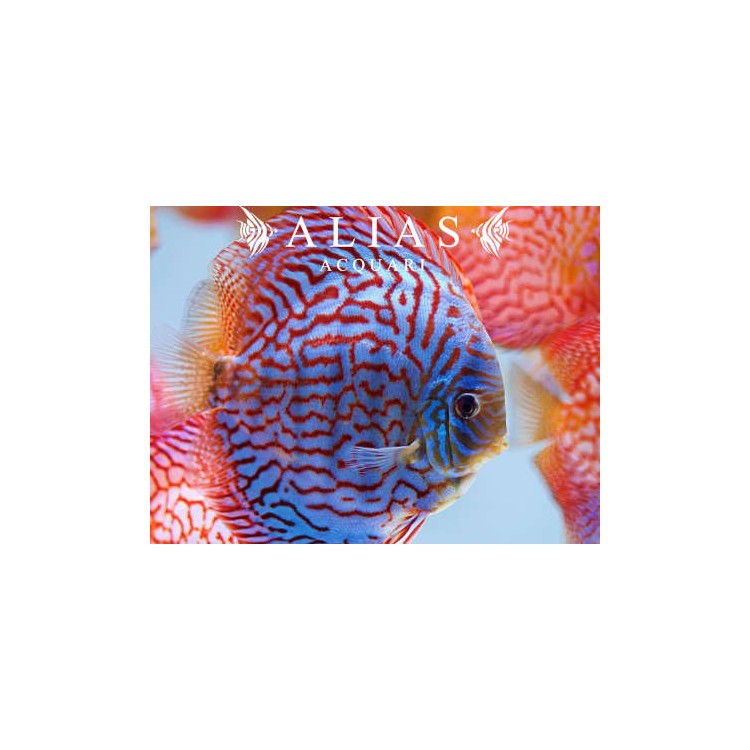 Discus Turquoise Checkerboard