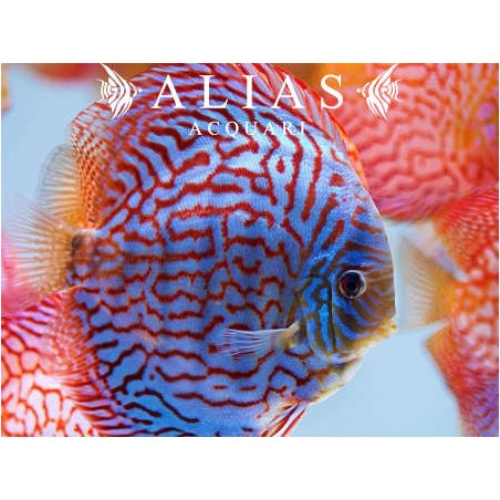Discus Turquoise Checkerboard