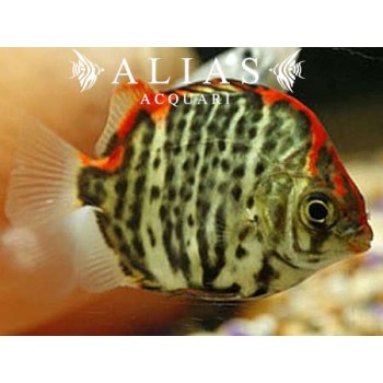 Scatophagus Argus Red