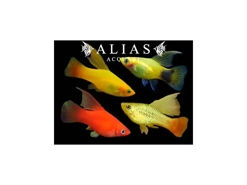 Platy Hi-Fin Mix