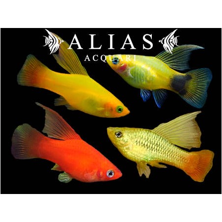 Platy Hi-Fin Mix
