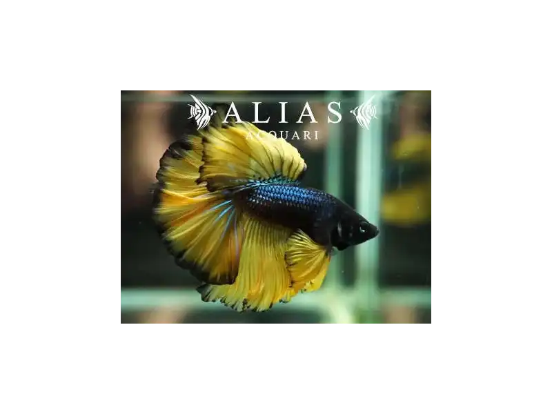 Betta spl. male Halfmoon Mustard
