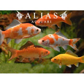 Carrasius auratus Mix