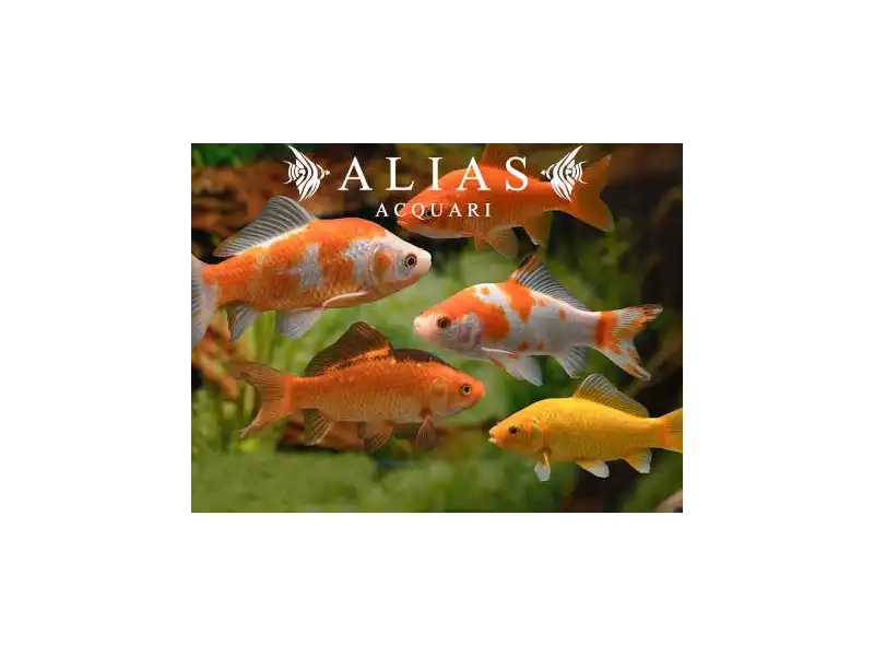 Carrasius auratus Mix