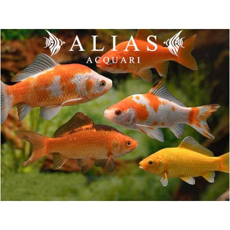 Carrasius auratus Mix