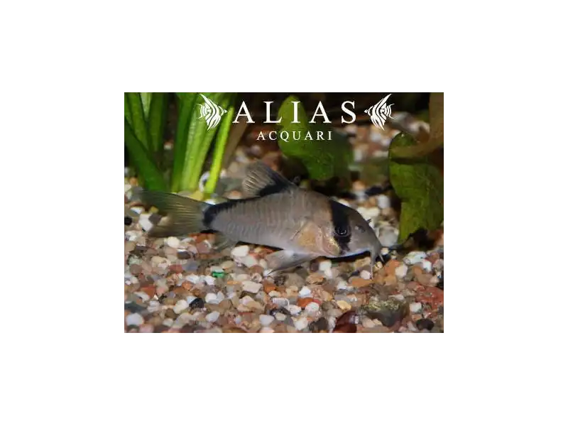 Corydoras Metae