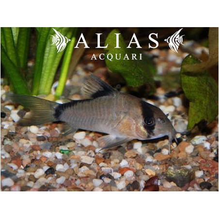 Corydoras Metae