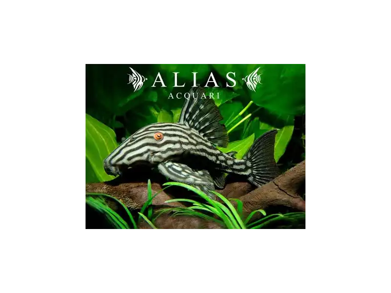 L190 Panaque nigrolineatus