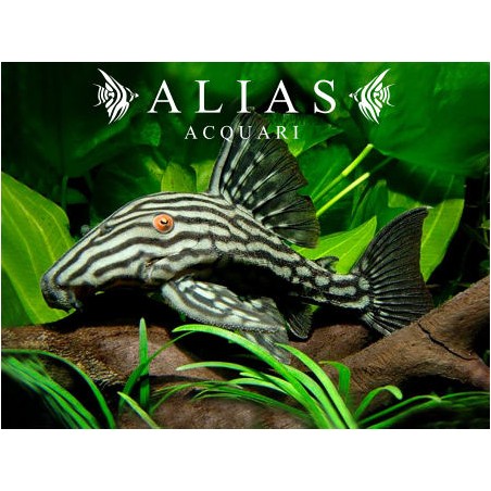 L190 Panaque nigrolineatus