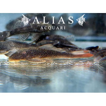 L178 Lasiancistrus