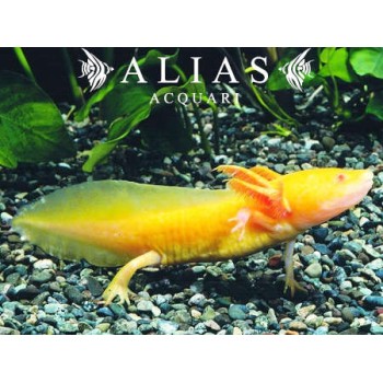 Ambystoma Mexicanum (Axolotl) gold Albino