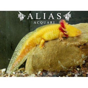 Ambystoma Mexicanum (Axolotl) gold Albino Pearl