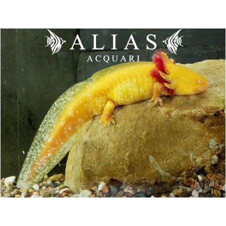 Ambystoma Mexicanum (Axolotl) gold Albino Pearl
