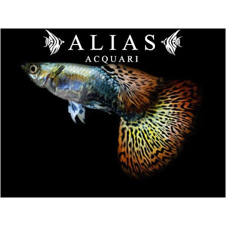 Guppy in coppia Red Dragon Halfmoon