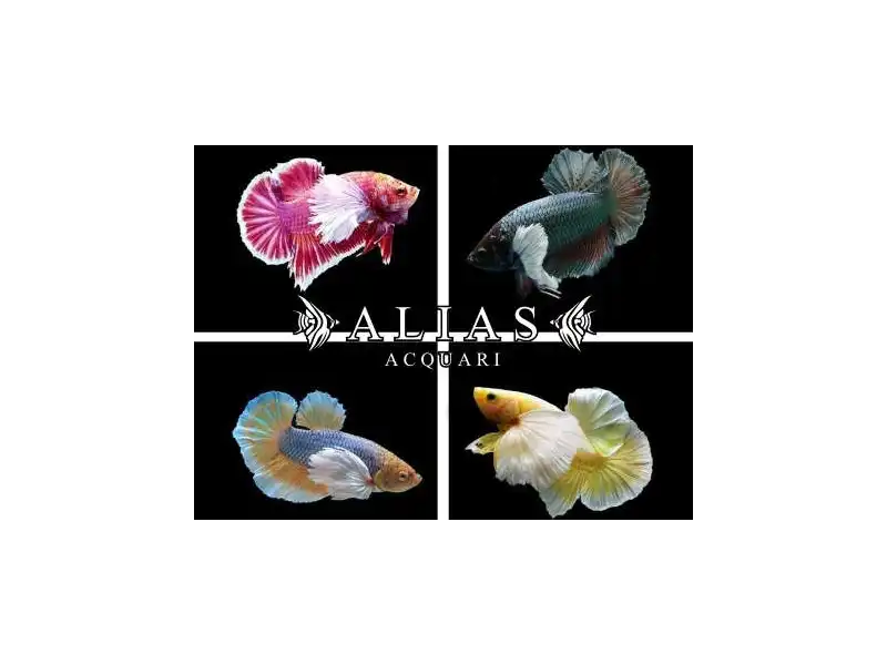 Betta splendens female Plakat Big Ears Mix