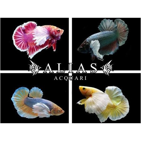 Betta splendens female Plakat Big Ears Mix