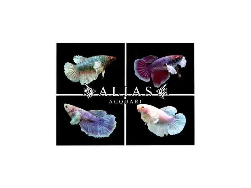 Betta splendens female SuperDelta big ears