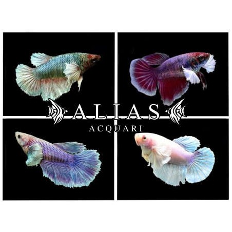Betta splendens female SuperDelta big ears