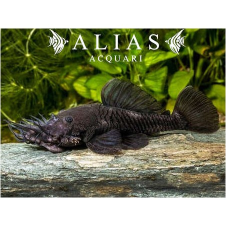 L034 Ancistrus Ranunculus