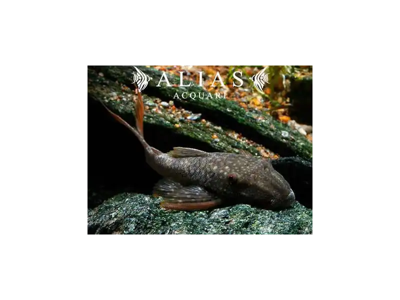 L178 Lasiancistrus