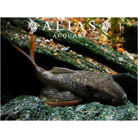L178 Lasiancistrus