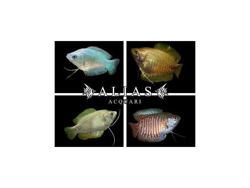 Colisa Lalia Mix Female