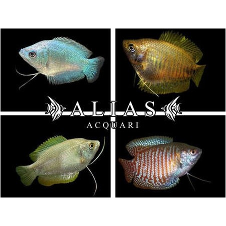 Colisa Lalia Mix Female