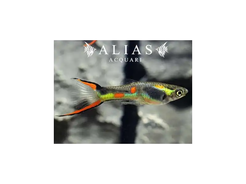 Poecilia Wingei Black bar