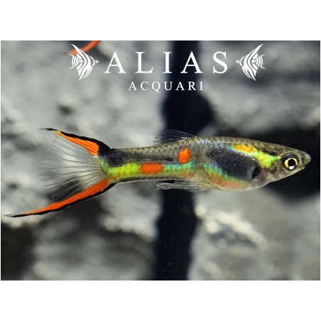 Poecilia Wingei Black bar