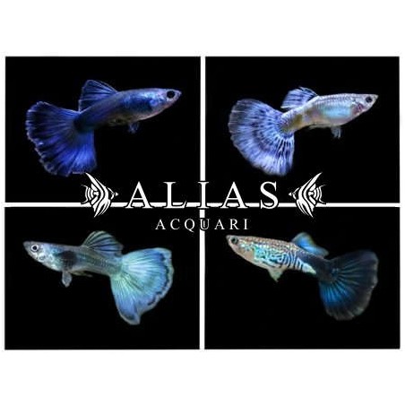 Guppy maschio Blue Mix