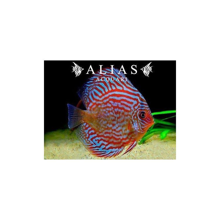 Discus Red Turquoise