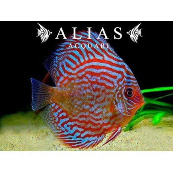 Discus Red Turquoise