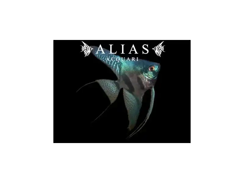 Pterophyllum scalare Pinoy Green Ghost