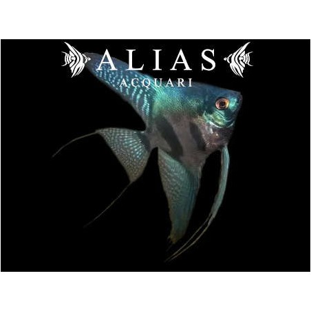 Pterophyllum scalare Pinoy Green Ghost