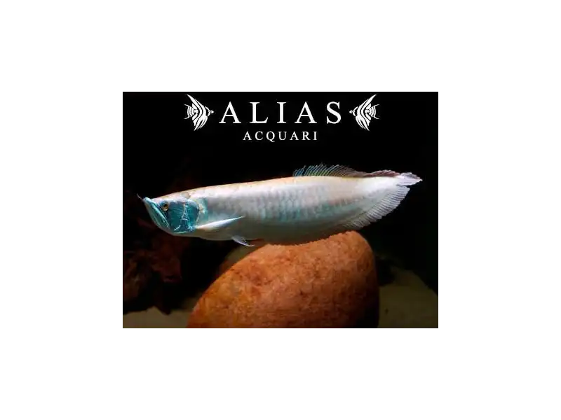 Osteoglossum Bicirrhosum