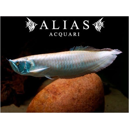 Osteoglossum Bicirrhosum