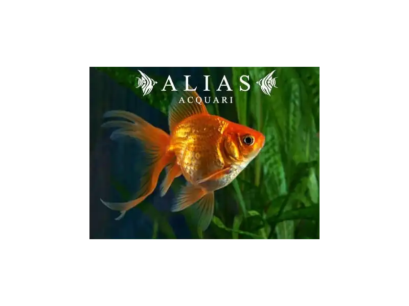 Carassius auratus red oranda long fin