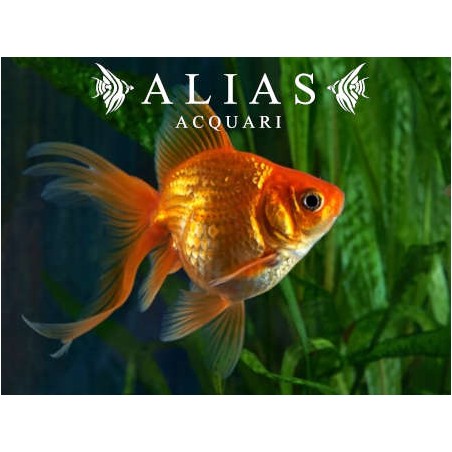 Carassius auratus red oranda long fin